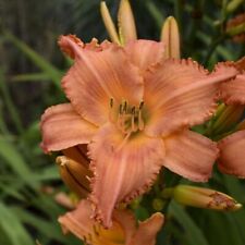 Daylily plant tangerine for sale  Roach