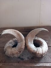 Scotch rams horns for sale  GLOUCESTER