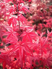 ACER PALMATUM  DESHOJO 1 pianta NON INNESTO vaso 9 cm acero giapponese rosso   usato  Sonnino