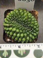 Gymnocalycium cristata thornle for sale  Hesperia