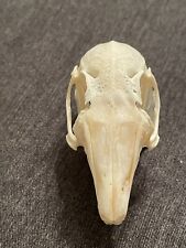 Real cottontail skull for sale  Vernon Hill