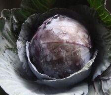 Red acre cabbage for sale  Lucedale