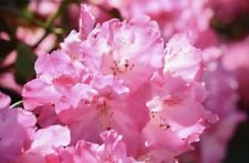 Pink rhododendron dwarf for sale  Livingston
