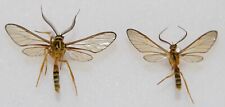 Butterfly moth pair for sale  RUGELEY