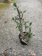 Crown thorns tropical for sale  Greenville