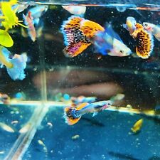 Pack live guppy for sale  Long Beach