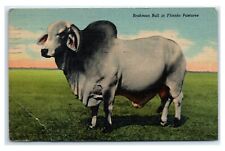 Postcard brahman bull for sale  Saco