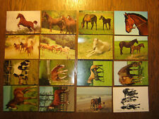 Pferde ansichtskarten postkart gebraucht kaufen  Heilbronn