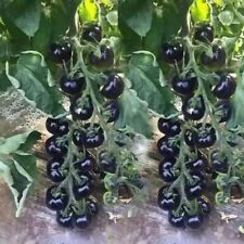 European black cherry for sale  Salem