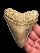 Genuine 9cm megalodon for sale  BROADSTAIRS