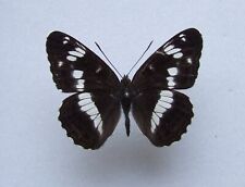 Butterfly Limenitis camilla, White Admiral male ( mounted ) for sale  Shipping to South Africa