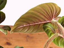 Philodendron pink serpens for sale  Winter Park