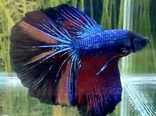 Male multicolour halfmoon for sale  COVENTRY