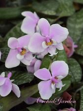 Orchid orchid phalaenopsis for sale  Shipping to Ireland