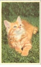 Chats. 2235.chaton marron d'occasion  France
