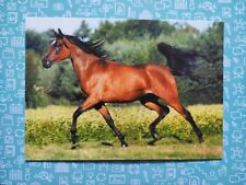 Pferdepostkarte araber pferd gebraucht kaufen  Borna