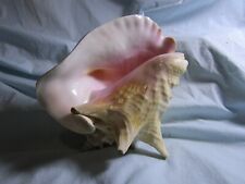 Natural queen conch for sale  Penhook