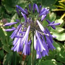 Agapanthus lilac lullaby for sale  Shipping to Ireland