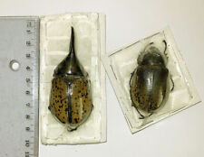 DYNASTES MORONI****PAIR Nr.3 - 77mm  ** Mexico for sale  Shipping to South Africa