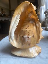 Impressive shell shell. for sale  LONDON