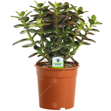 Crassula minor plant for sale  UK