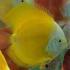 3xyellow melon discus for sale  Shipping to Ireland