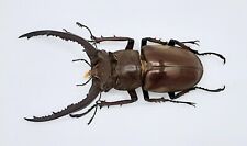 Lucanus Vitalisi, A1, 61mm, #LL25 for sale  Shipping to South Africa
