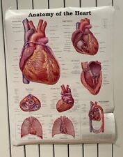 Anatomy heart medical for sale  GUILDFORD