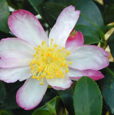 Autumn flowering camellia for sale  Shipping to Ireland