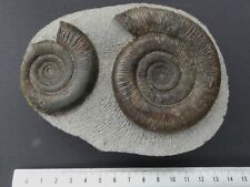 Double whitby ammonite for sale  BARNARD CASTLE