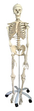 Menschliches skelett modell gebraucht kaufen  Stuttgart