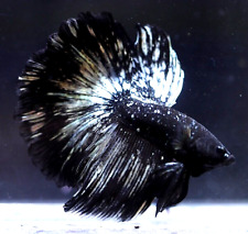 Live betta fish for sale  Shipping to Ireland