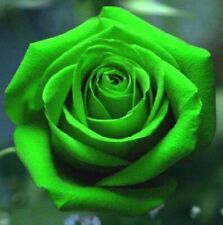 Green rose seeds for sale  LONDON