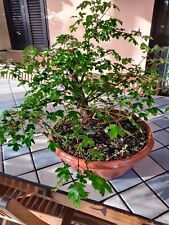 bonsai yamadori usato  Villa Santo Stefano