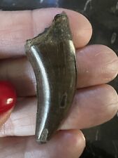Nanotyrannus tooth dinosaur for sale  Shipping to Ireland