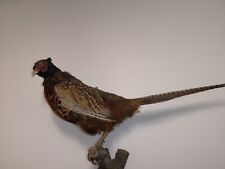 Taxidermy pheasant phasianus for sale  GLOUCESTER