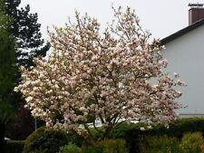 Magnolia soulangiana tulpenmag gebraucht kaufen  Dillingen a.d.Donau