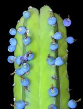 Cactus mirtillo myrtillocactus usato  Spedire a Italy