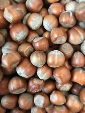 Hazelnuts shells 2kg for sale  CHRISTCHURCH
