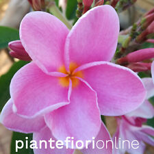 Talea/pianta - Plumeria DAINTY PINK - pomelia rosa profumata frangipani america usato  Palermo