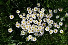 5000 samen gänseblümchen gebraucht kaufen  Frammersbach