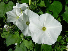 Morning glory pearly for sale  WALLASEY