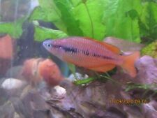 adult rainbow fish for sale  Gloucester
