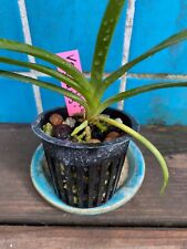 vanda orchids for sale  Sandpoint