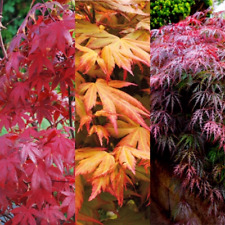 Acer plant collection for sale  GLASGOW