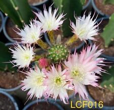 echinopsis lobivia "LCF 016" hybrid astrophytum ariocarpus rare , used for sale  Shipping to South Africa