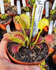 Venus flytrap nosferatu for sale  Chesapeake