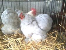 6 TOP QUALITY  LAVENDER  PEKIN HATCHING EGGS  , used for sale  UK