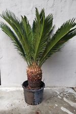 King sago palm for sale  Shingletown