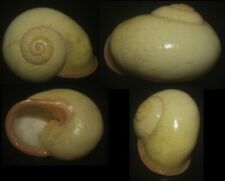 Tonyshells  Landsnail Calocochlia chrysochilia SUPERB YELLOW 39.2mm F++/F+++, used for sale  Shipping to South Africa